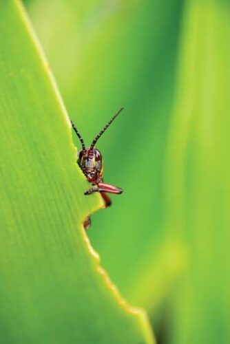 Guide to Organic Pest Control